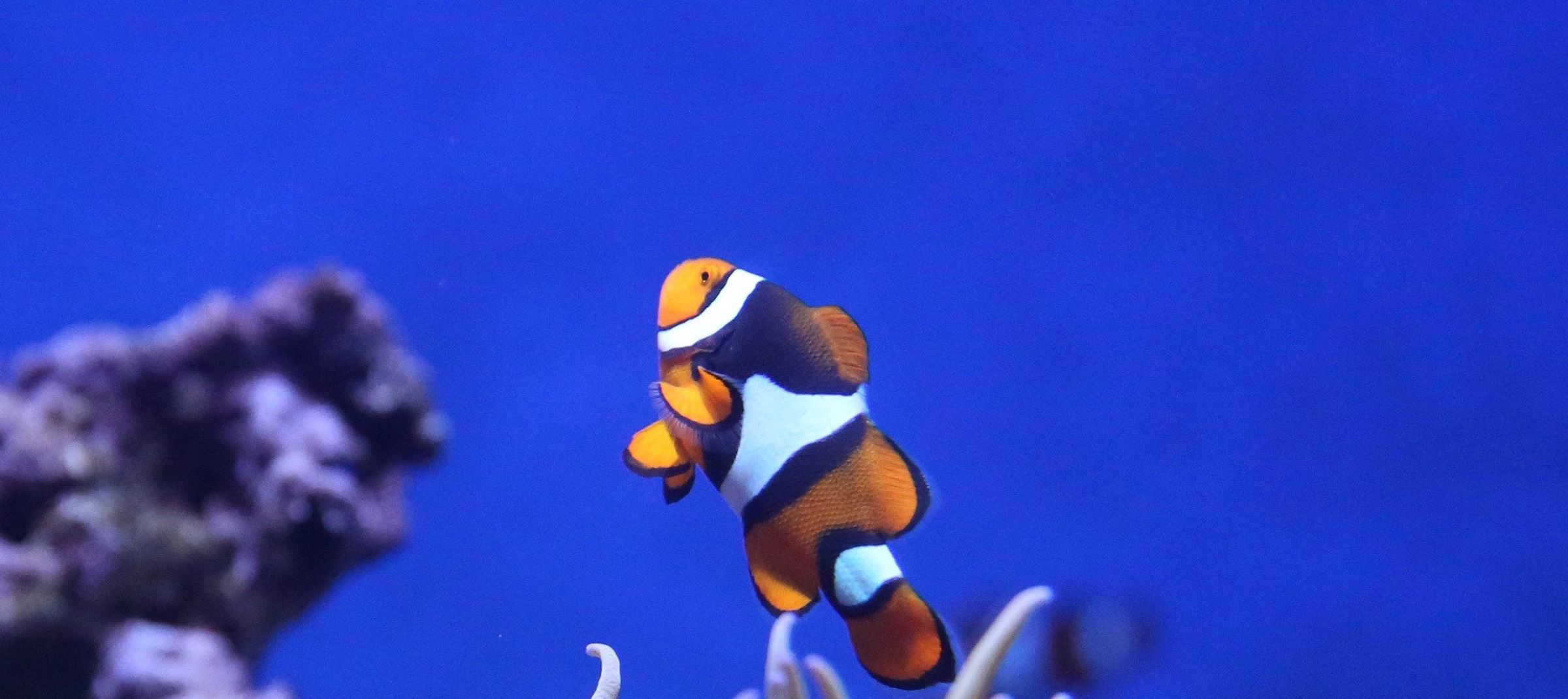 Switching from zsh to fish